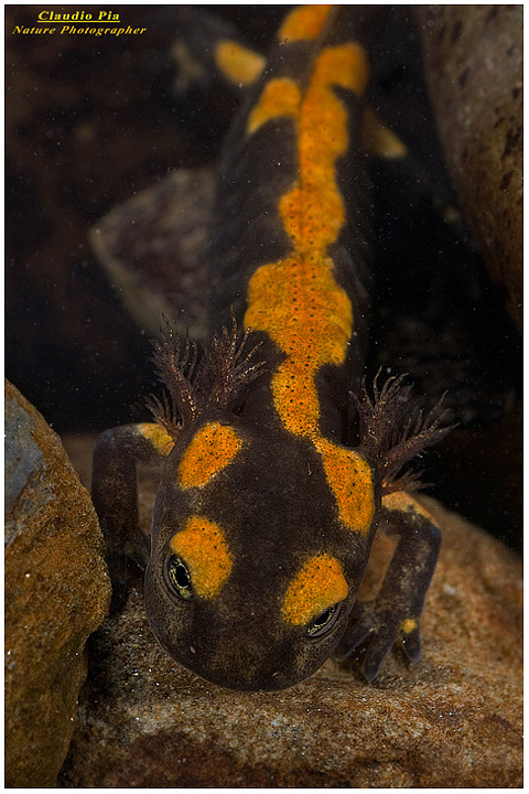 larva di salamandra salamandra o salamandra pezzata val d'aveto